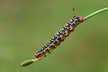 Caterpillar of spurge hawk-moth at dusk, close up. Isolated on light green background. Genus species Hyles euphorbiae .
