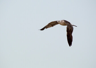 seagull in flight