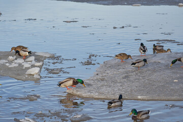 Naklejka premium Ducks walk on the ice on the river in the spring.