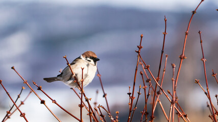sparrow on a branch