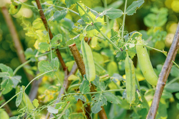 Gardening and agriculture concept. Perfect green fresh ripe organic peas ready to harvesting on branch in garden. Vegan vegetarian home grown food production. Local garden produce clean pea pods.