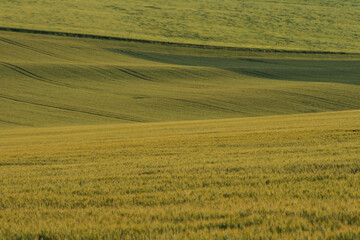Fototapeta na wymiar Paysage de champs cultivés, de grandes étendues de cultures en agriculture intensive