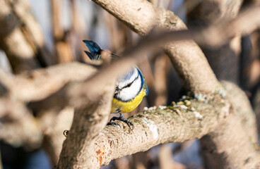Blue tit peeks out