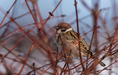 sparrow on a branch