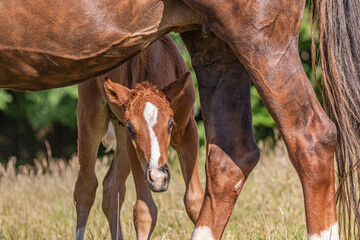 schwitzendes junges Fohlen schaut unter dem Bauch der Mutter in die Kamera © mavcon