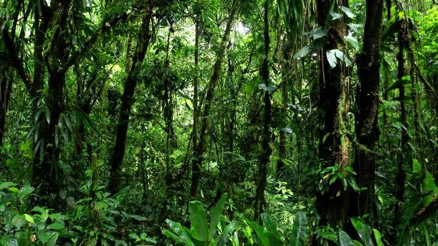 Going through a secondary rainforest with small trees covered in vines or lianes and colored bright green
