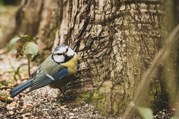Blaumeise Stadtpark
