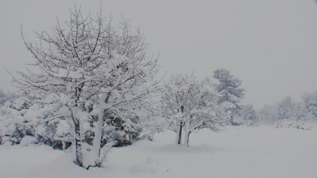 Quiet white Medea snow covered trees winter scene outdoor wilderness