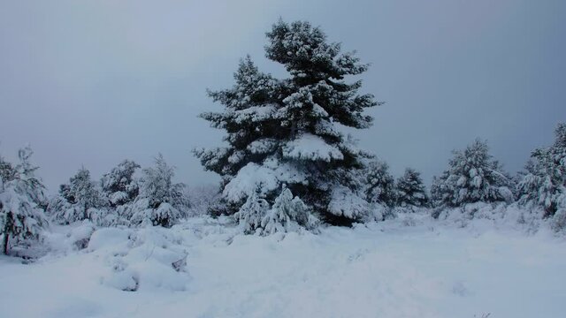 Seasonal winter scene idyllic fairy tale snow covered trees after frosty blizzard