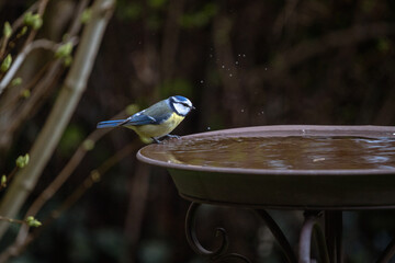 Blaumeise an Trinkschale © Sylvi
