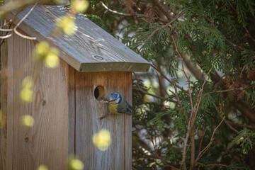 Blaumeise bringt Nistmaterial in Nistkasten