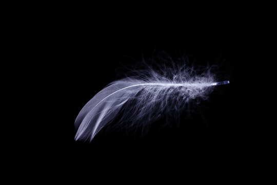 Feather texture. Nature abstract bird feather closeup isolated on black background in macro photography. Glamorous sophisticated airy artistic image on soft blurred background.
