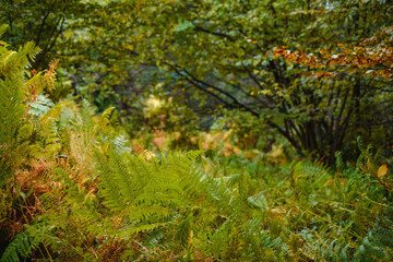 Fern and autumn trees at background in mountain forest 