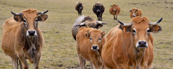 Panoramique front de vaches Aubrac du massif central, département du Puy-de-Dôme en région Auvergne-Rhône-Alpes, France