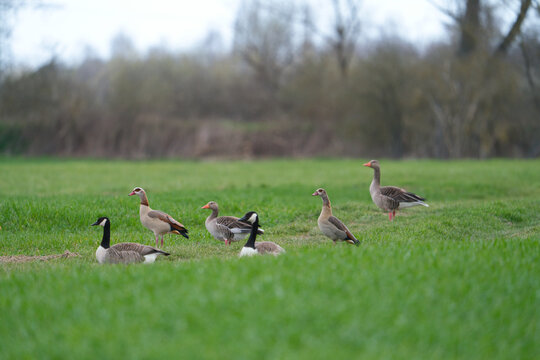 three different pairs of geese in a green meadow, Canada Goose, Egyptian Goose, Greylag Goose