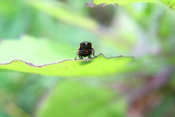 bug on leaf