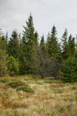 Pine forest and meadow in mountains