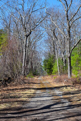 desserted old cart road in  new england,