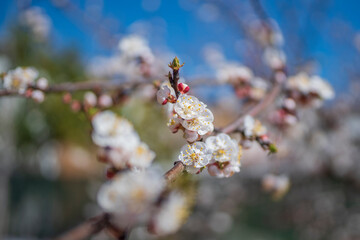 Branches of young apple flowers in Andalusia Spain