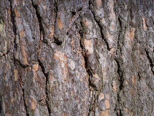 Tree bark. Abstract natural background