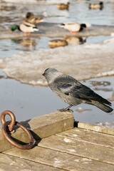 A black jackdaw looks at other birds from the bridge.