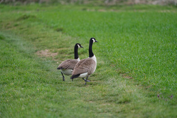 Canada Goose branta canadensis on a green meadow