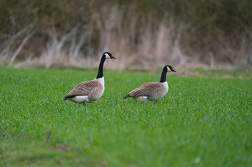 Obraz premium Canada Goose branta canadensis on a green meadow