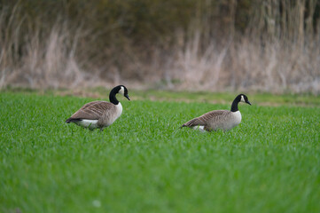Canada Goose branta canadensis on a green meadow