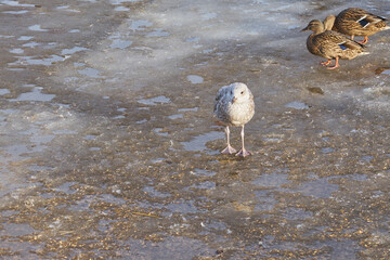 Seagulls and ducks walk on spring ice.