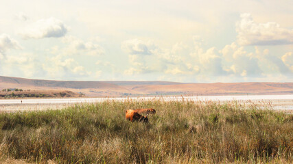 cows in the field