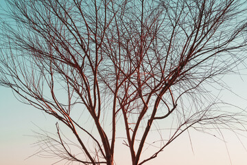 Branches without leaves of a graceful tree against the background of a blue sunset sky.