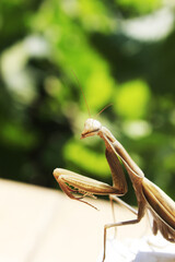 praying mantis