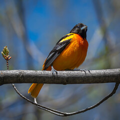 Baltimore oriel perched on a branch with blue sky in background, looking at the camera. Icterus galbula