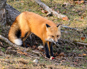 Red fox in the wood in autumn looking at camera, with an apple at its feet. Vulpes vulpes.