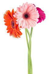 Gerbera flowers bouquet isolated on a white background. Three gerbera flowers in water drops.