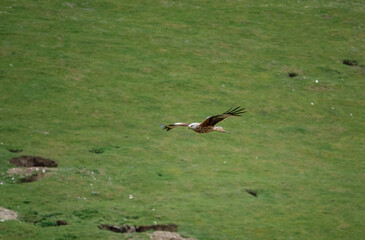 a red kite with outstretched wings soaring on air currents