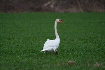 Single swan grazing outdoors. White swan bird walking on field.
