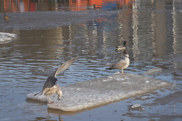 A flock of seagulls in a pool of water
