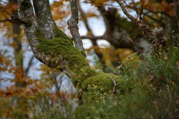 Selective focus of tree trunk with moss and grass in forest 