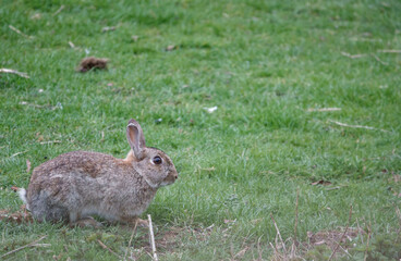 wild grey rabbit eating lush meadow grass