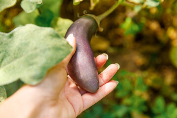 Gardening and agriculture concept. Female farm worker hand harvesting purple fresh ripe organic eggplant in garden. Vegan vegetarian home grown food production. Woman picking aubergine brinjal.