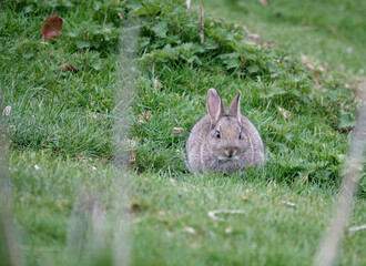 wild grey rabbit eating lush meadow grass