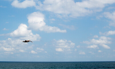 pelican on the beach