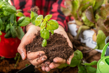 agronomist holds in his hands a small basil plant