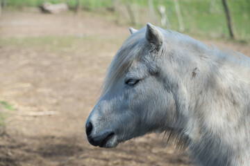Fototapeta premium Portrait of white pony grazing in a meadow