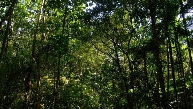 Zoom in e Zoom out dentro da floresta com sunflare / Zoom in and Zoom out inside the forest with sunflare