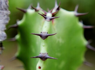 close up of a cactus