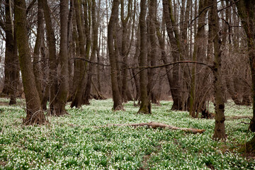 Beautiful meadow of snowdrops in a forest in march