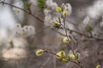beautiful Willow Catkins in Early Spring