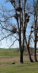 Störche nisten auf dem Baum